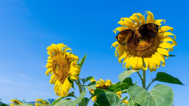 Blooming sunflower with blue sky on summer. plant and tree with natural background