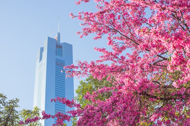 Blooming tree in the city