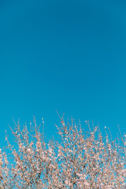 Blooming tree and clear sky with copy-space