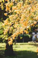 Free photo blooming tree in sunny day