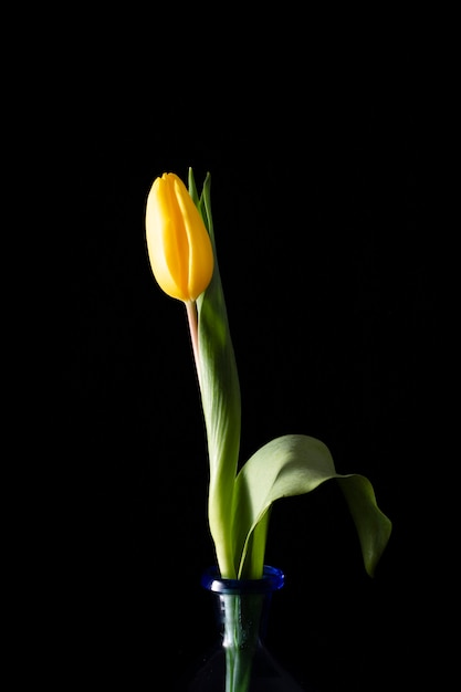 Blooming tulip on vase