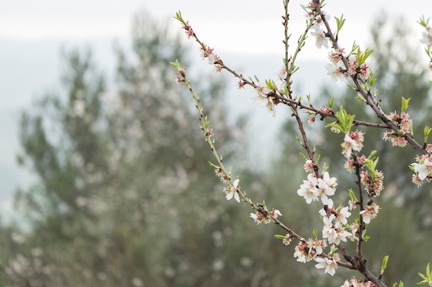 Blooming twigs with blurred background