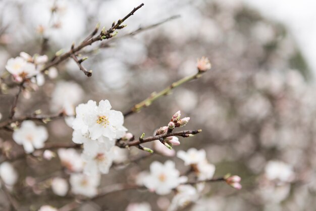 Blooming twigs with unfocused background