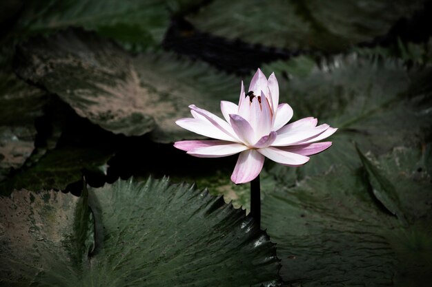 Blooming water lily closeup