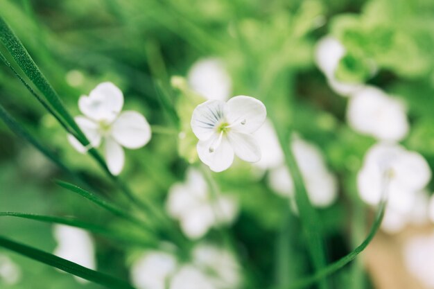 咲く白い花の植物