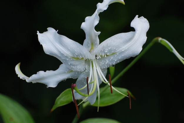 Blooming white stargazer lily flower bloom in a garden