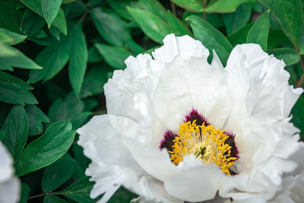 Free photo blooming white tree peony in a botanical garden close up