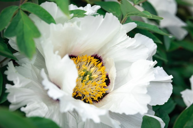 Blooming white tree peony in a botanical garden close up