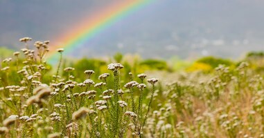 Blooming wildflowers in a field with a rainbow behind in cape town, south africa