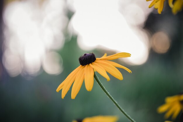 Blooming yellow daisy flowers