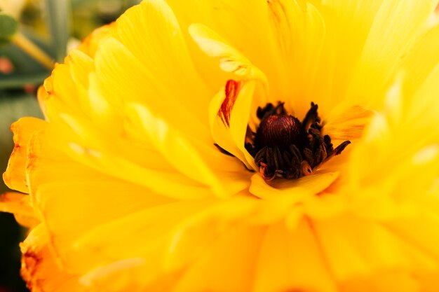 Blooming yellow flower