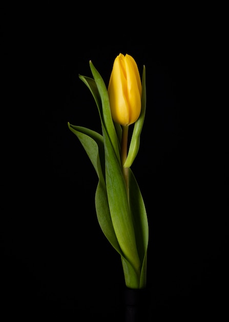 Blooming yellow tulip