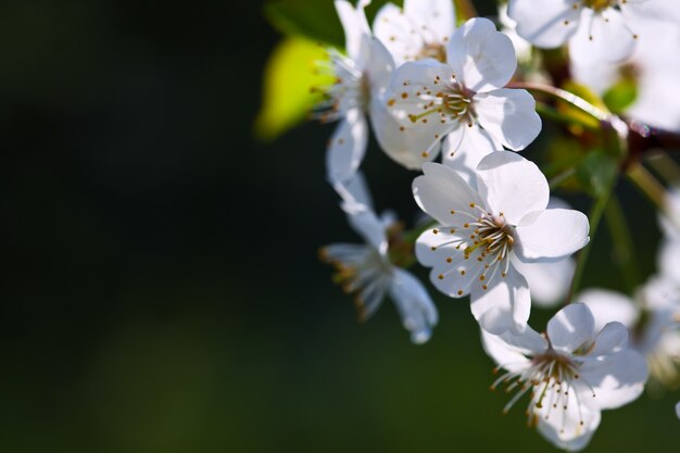 blooms  branch in  blur background