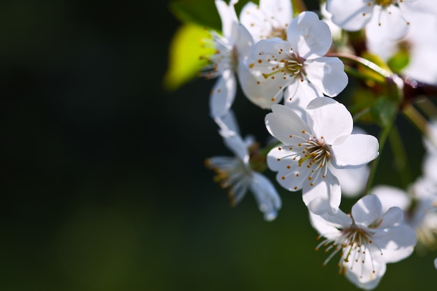 ぼやけの背景に花が咲く