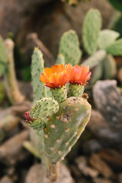Цветущий цветок на тернистом кактусе