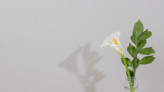 Foto gratuita fiore del fiore in vaso sul tavolo