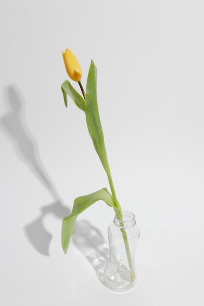 Blossom flower in vase on table