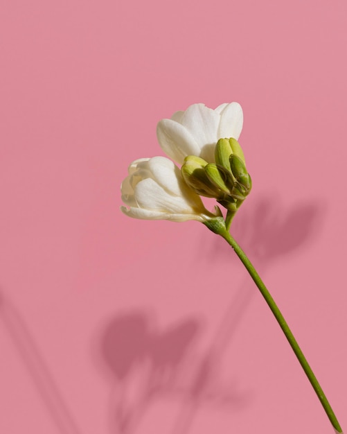 Free photo blossom flower with shadow