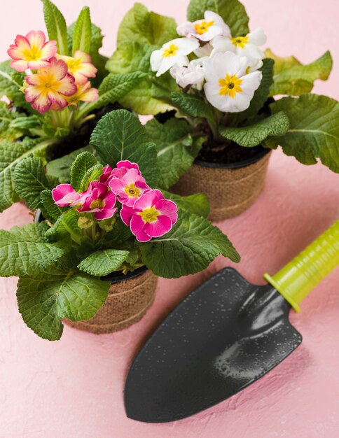 Blossom flowers pot with tools