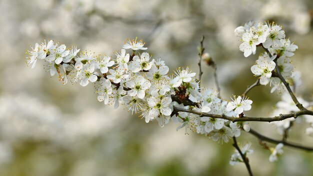 花の木。晴れた日の自然の背景。春の花。美しい果樹園と抽象的なぼかし