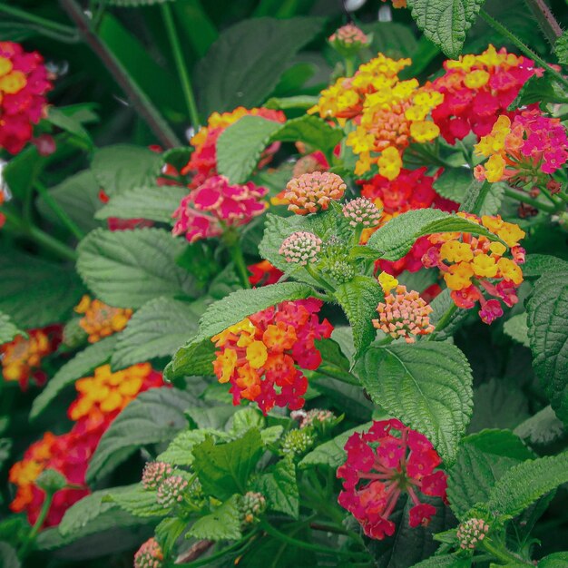 Blossomed, beautiful and colorful West Indian Lantana flowers