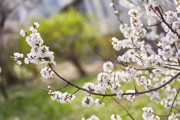 하얀 아름다운 꽃과 함께 봄철에 살구 나무의 꽃