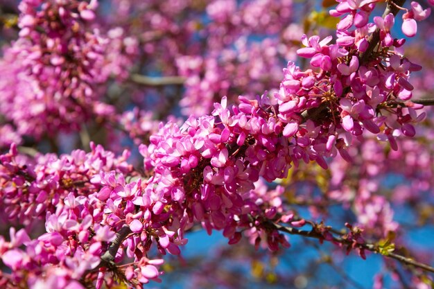 꽃이 만발한 Cercis siliquastrum 공장