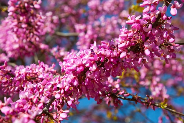 꽃이 만발한 Cercis siliquastrum 공장