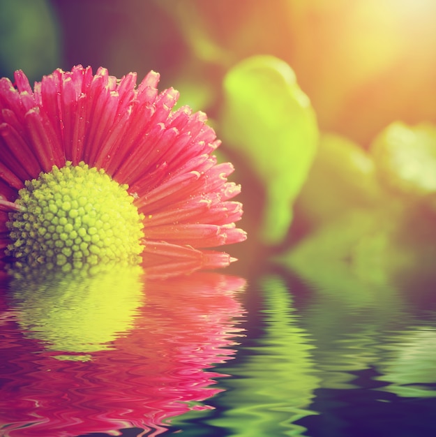 Free photo blossoming flower in fresh water