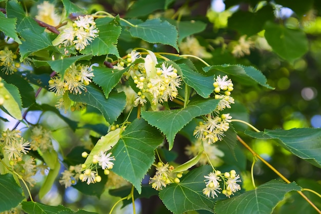 Free photo blossoming linden branch