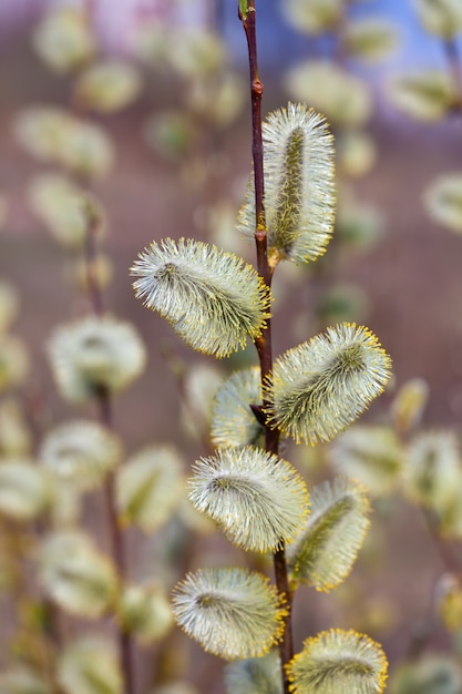 Blossoming spring willow