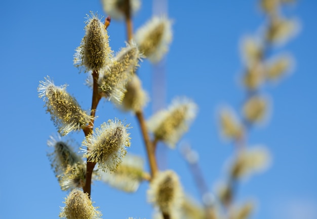 Blossoming spring willow