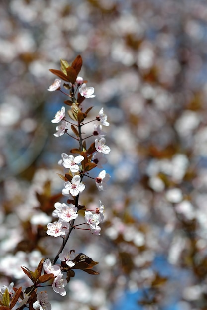 &quot;ピンクの花の枝で花が咲く&quot;