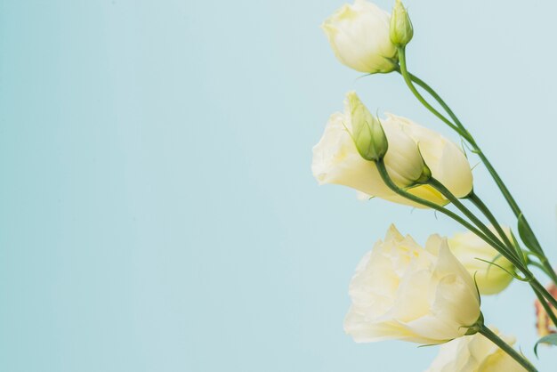 Blue background with pretty flowers