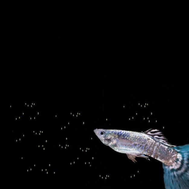 Голубая бетта рыба с пузырьками и копией пространства