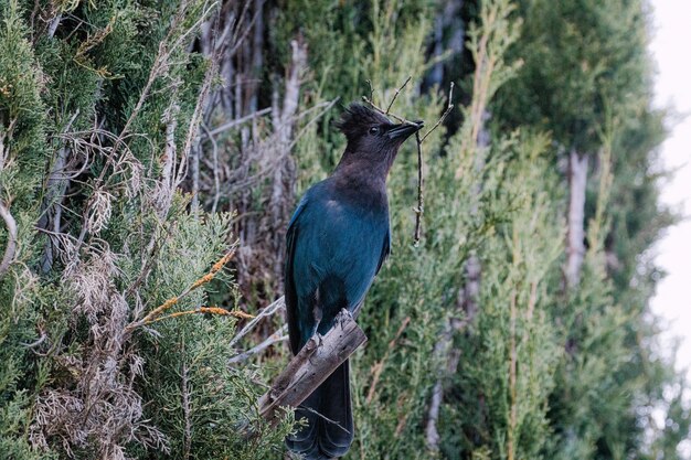 Синяя и черная птица на коричневой ветке дерева в дневное время
