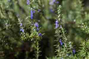 Foto gratuita fioriture blu su ramoscelli di conifere