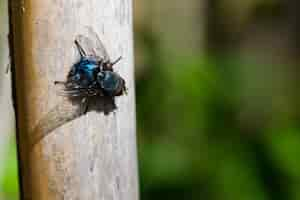 Free photo blue bottle fly.