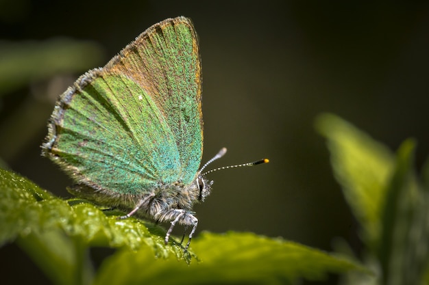 Blue and brown butterfly perched on green leaf