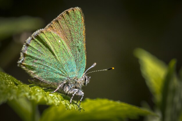Blue and brown butterfly perched on green leaf