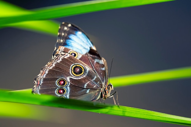 Blue butterfly on green leaf, France