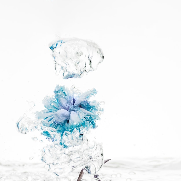 Blue carnation falling into water