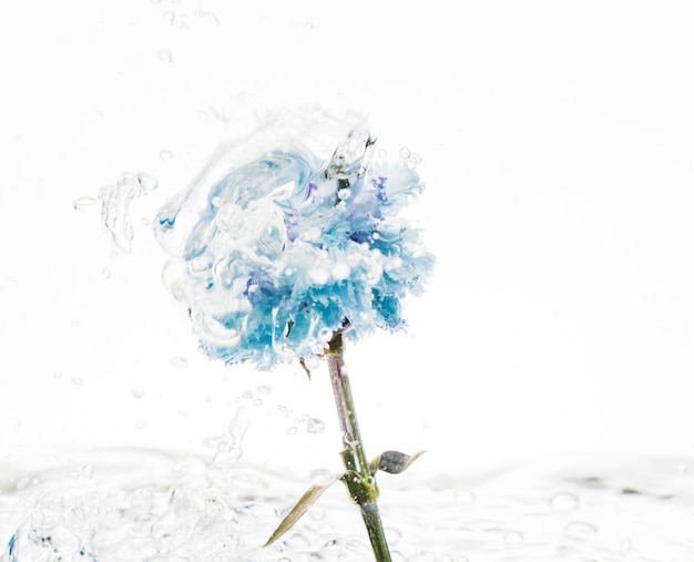 Free photo blue carnation falling into water