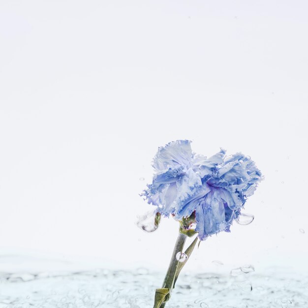 Blue carnation falling into water