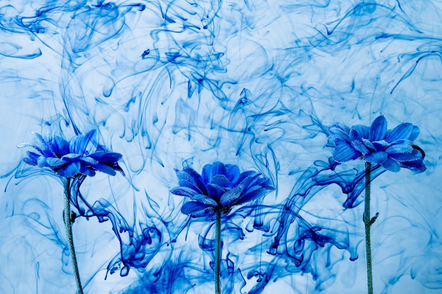 塗料インディゴ煙蒸気下で水白い背景の花アスターの中の青い菊ぼかし プレミアム写真