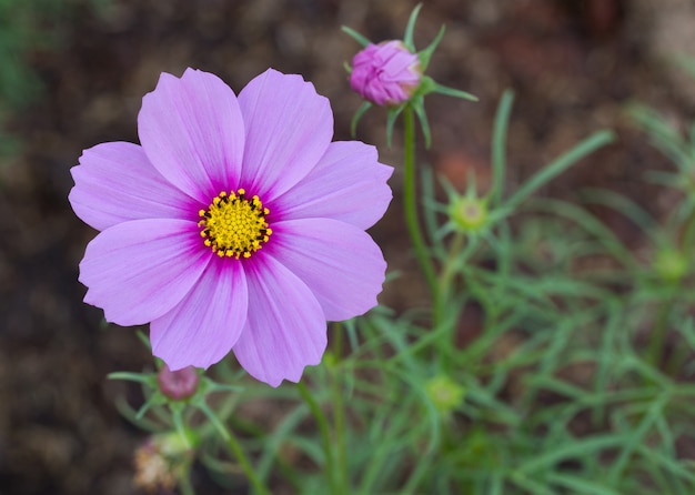 Blue cosmos flowers