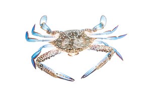Free photo blue crab isolated on white background