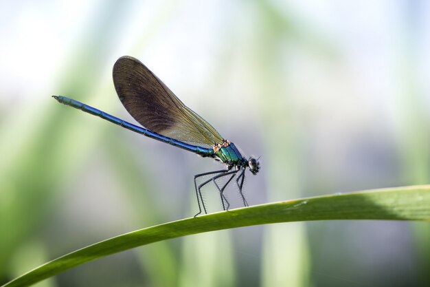 흐릿한 배경으로 햇빛 아래 정원에서 잎에 푸른 Damselflies