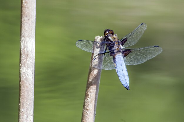 Blue dragonfly on stick close up