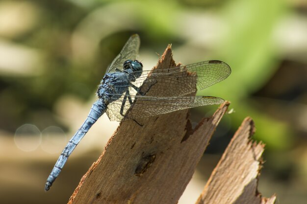 Blue dragonfly on wood close up